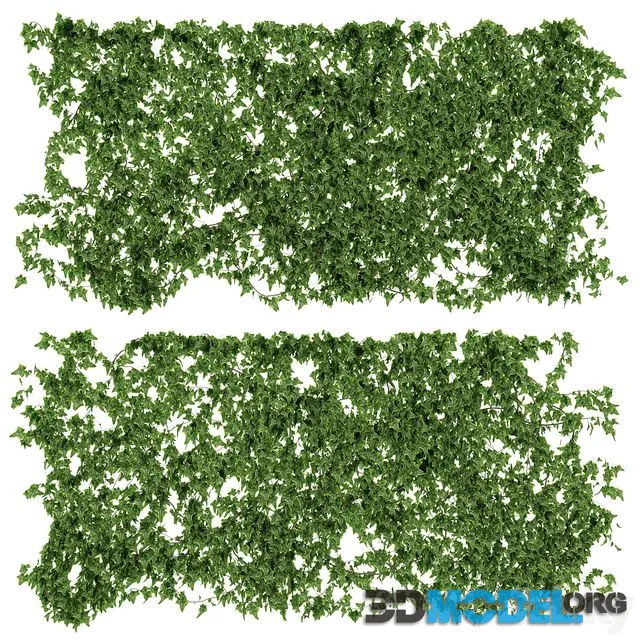 Wall of ivy leaves