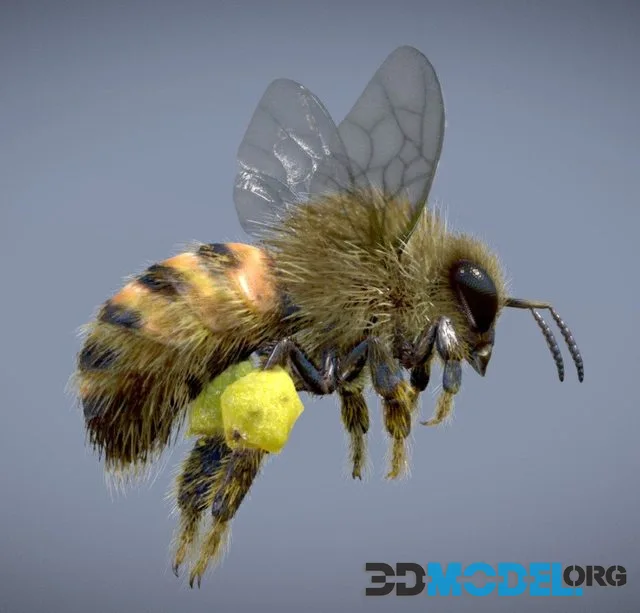 Western Honey Bee ( Worker )