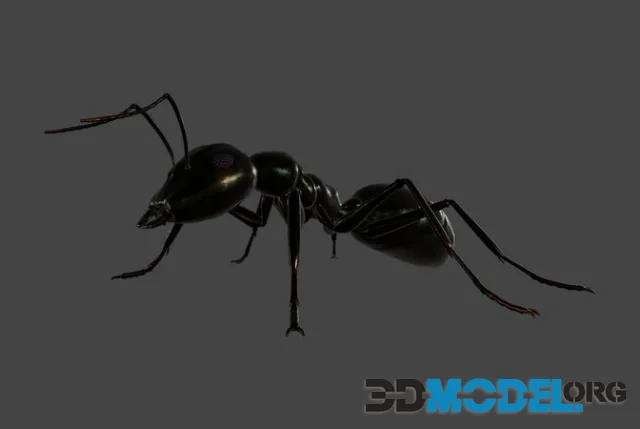 Black Ant (PBR)
