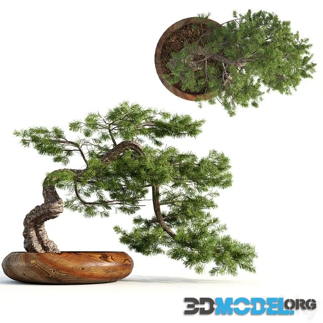 bonsai04