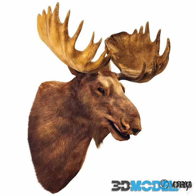 Elk head