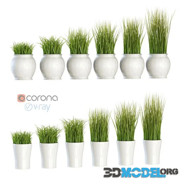 Grass in pots