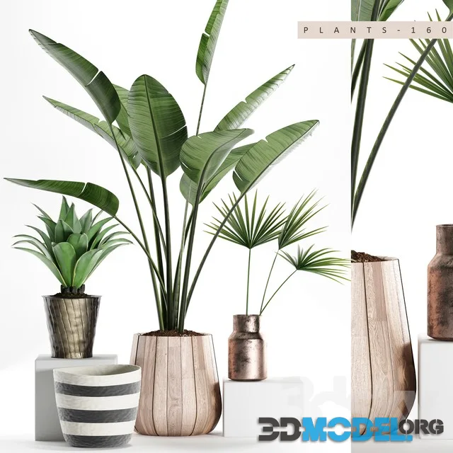 PLANTS 160
