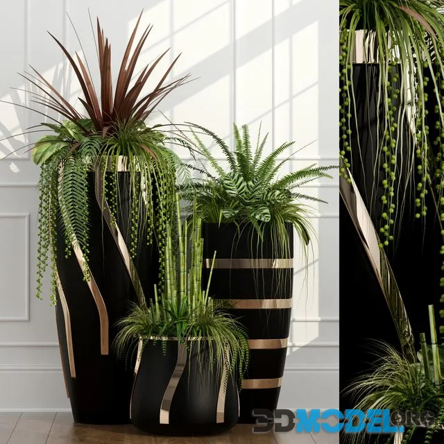 Room plants 15