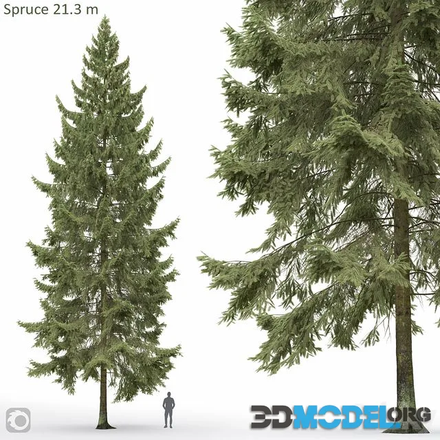 Spruce 21.3m
