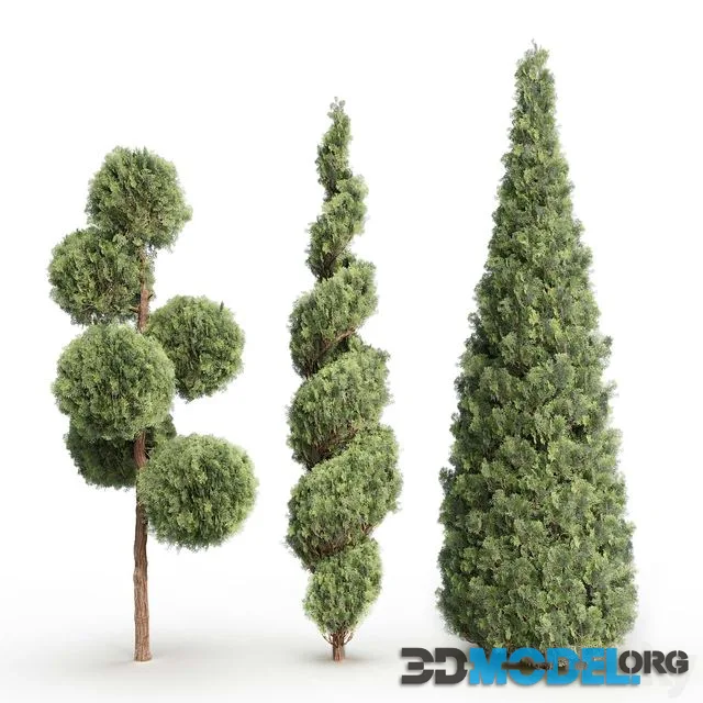 Thuja # 1