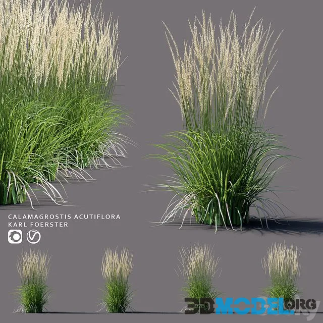 White reed grass Calamagrostis acutiflora Karl Foerster
