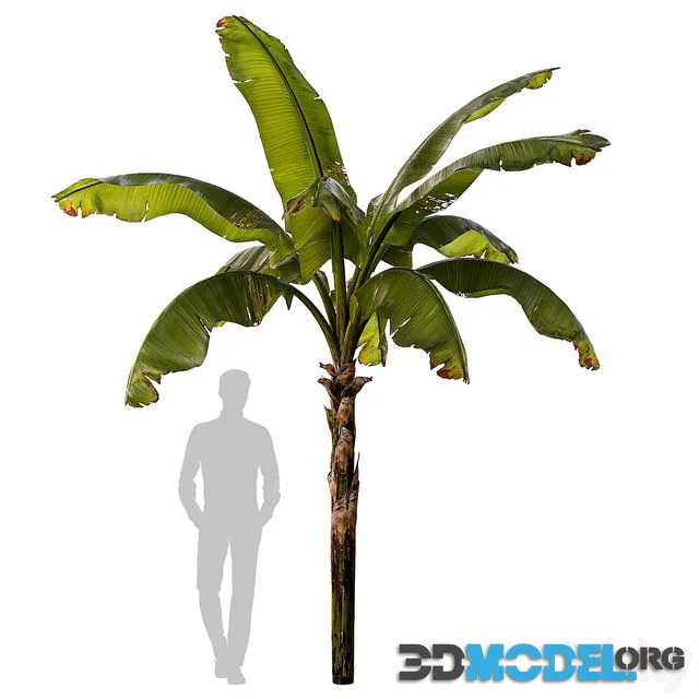 banana palm
