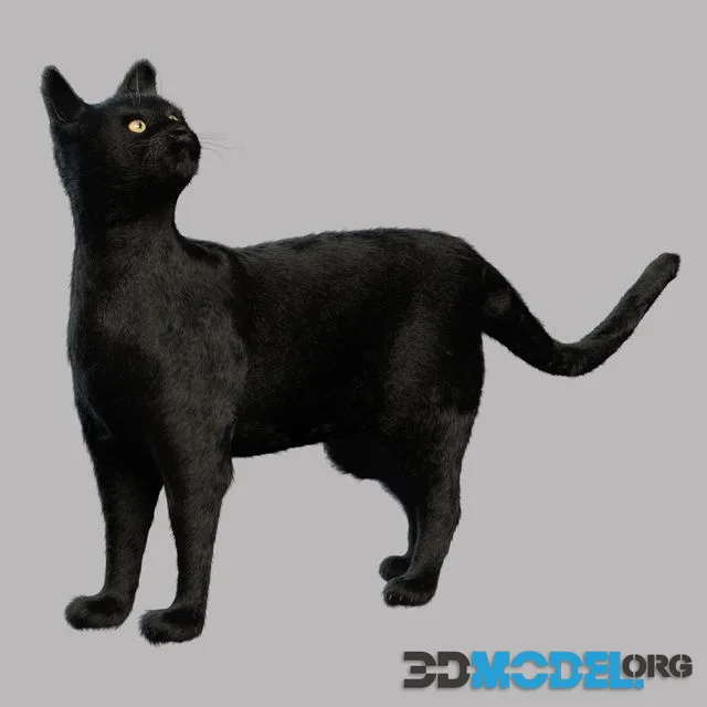 Black Cat