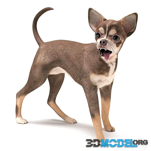 Brown Chihuahua