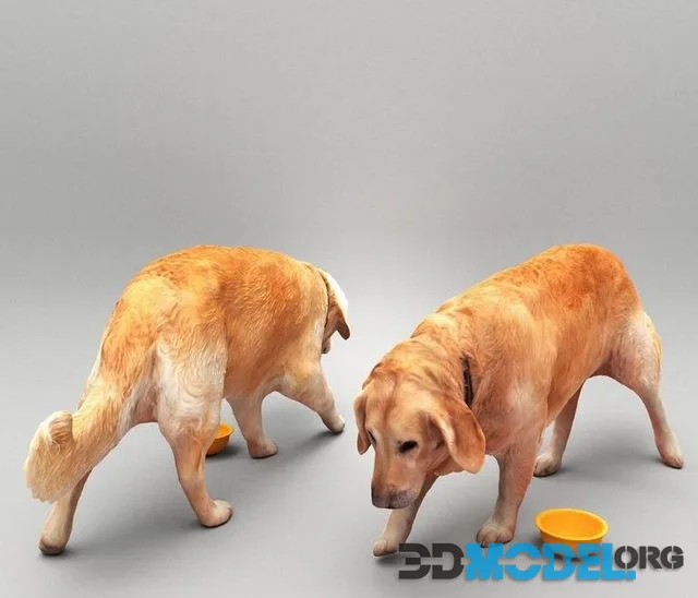 Golden retriever dog 33