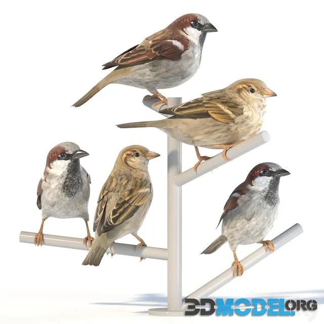 House Sparrow 2