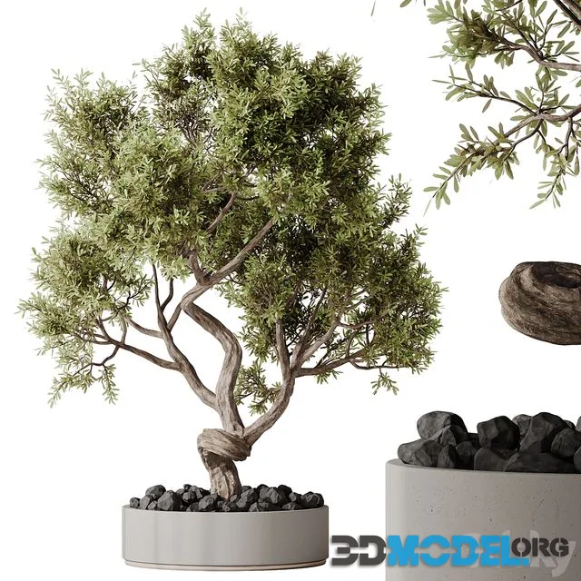 HQ HousePlants Ficus Retusa Microcarpa Bonsai Ginseng06