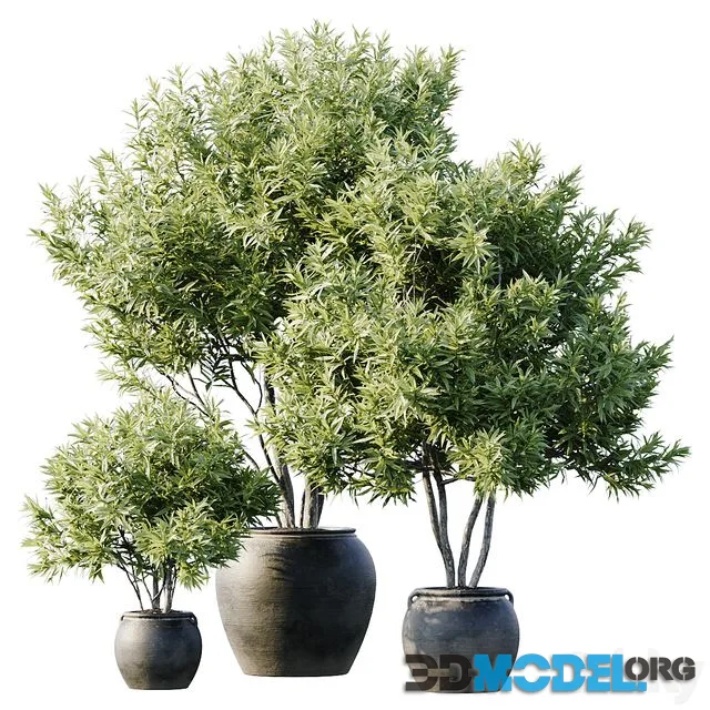 Plant 3