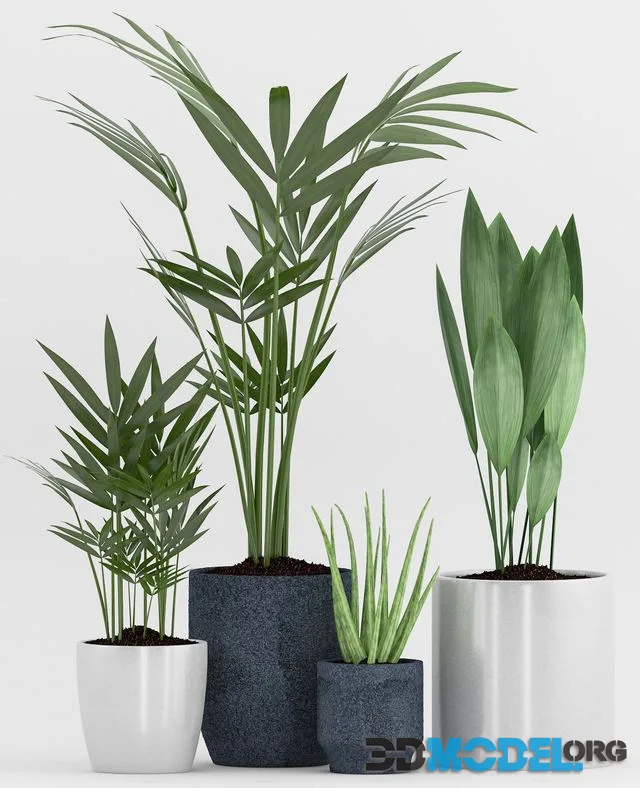 Plant 75
