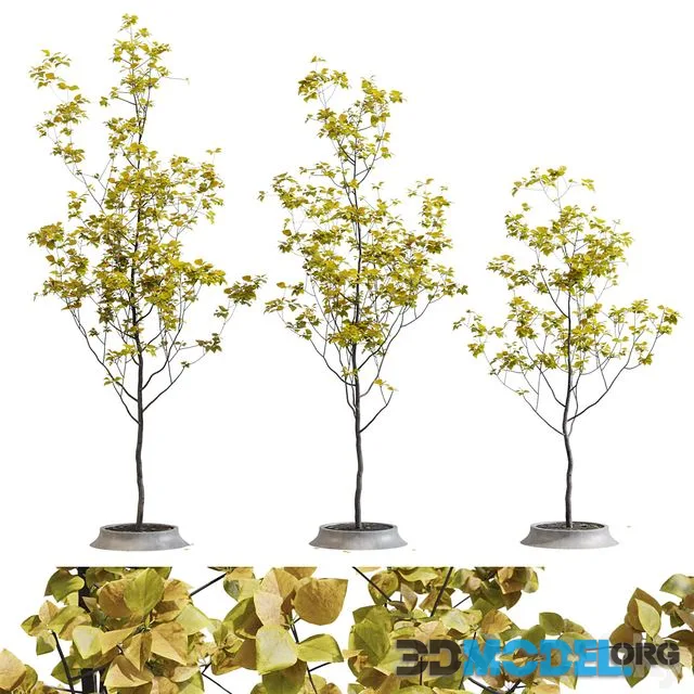 Poplar young