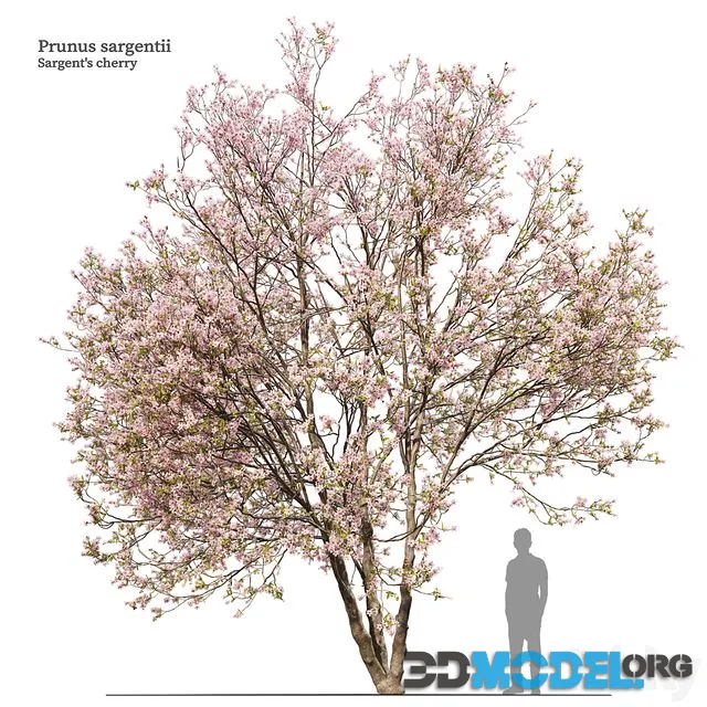 Prunus sargentii
