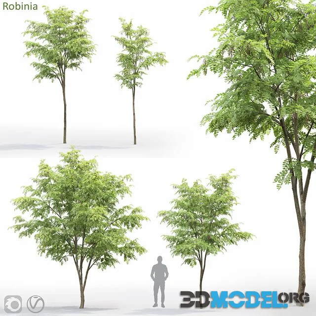Robinia