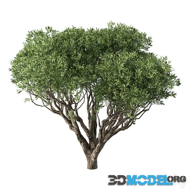 Tree No.89