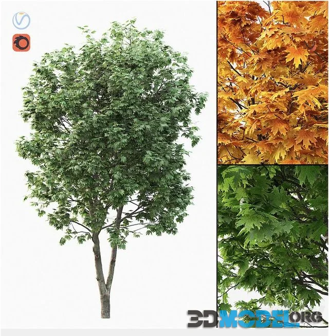 Acer 002