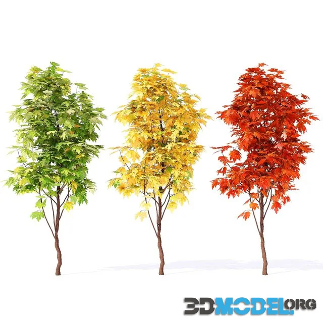Acer_campestre_02