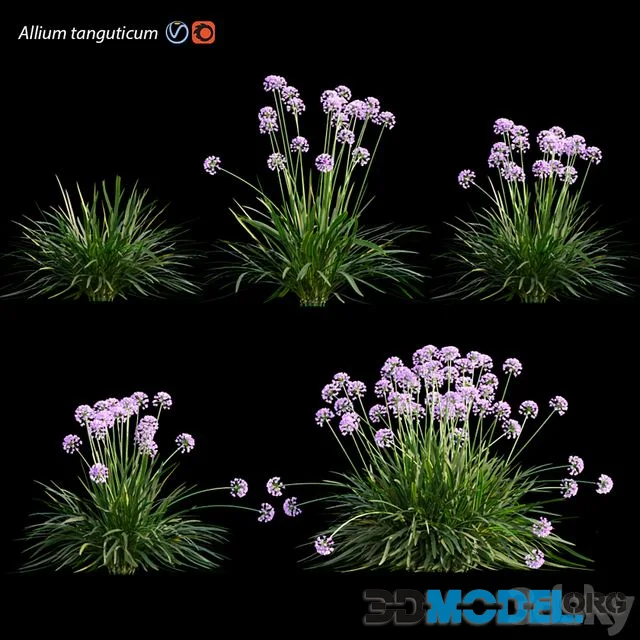 Allium tanguticum_03