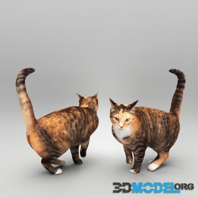 Cat 25 (PBR)