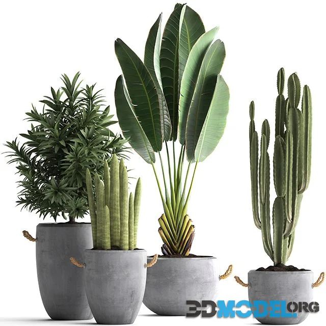 Collection of small plants in black concrete pots Set 434