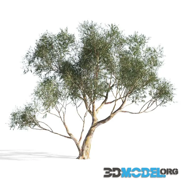 Eucalyptus 6