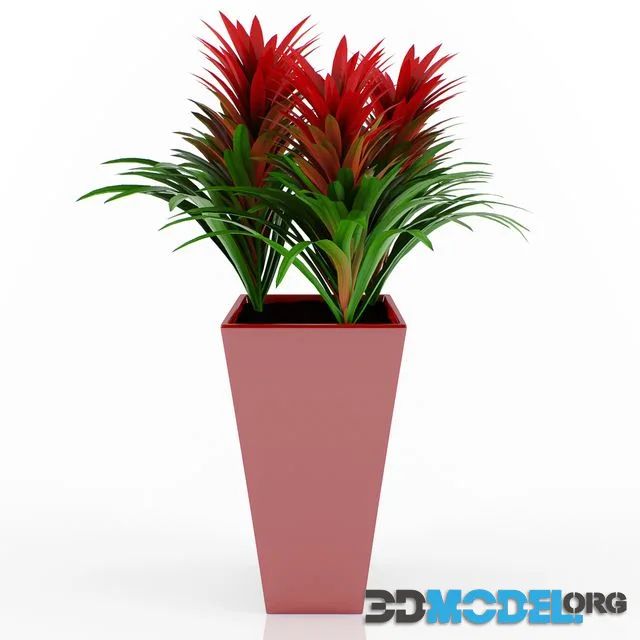 Guzmania