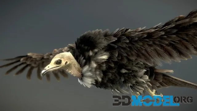 Hooded Vulture PBR