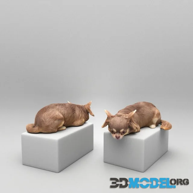 Lying dog 42
