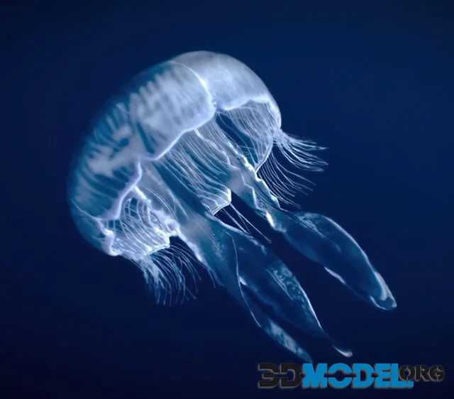 Moon Jellyfish