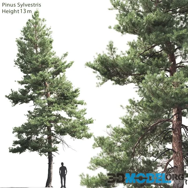 Pine 13 m