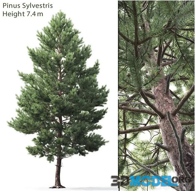 Pine 7,4m