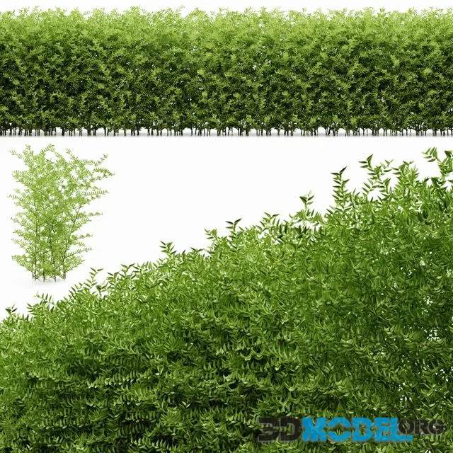 Plant 19