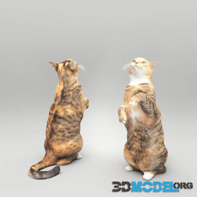 Playful cat 41