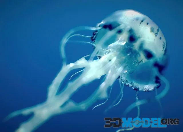 Purple Striped Jellyfish