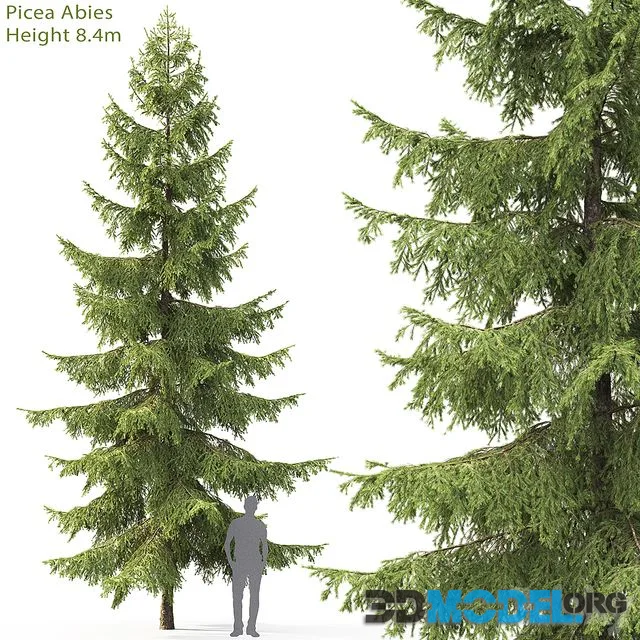 Spruce 8,4m