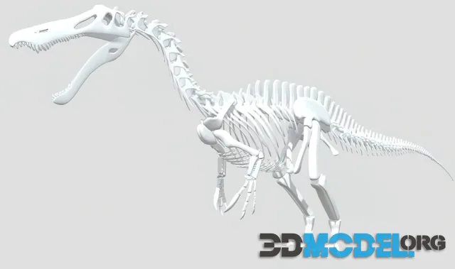 Suchomimus Skeletal