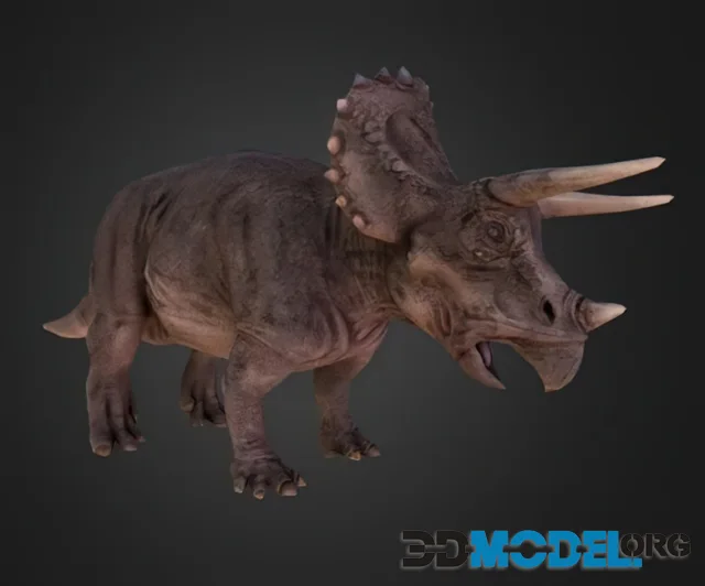Triceratops