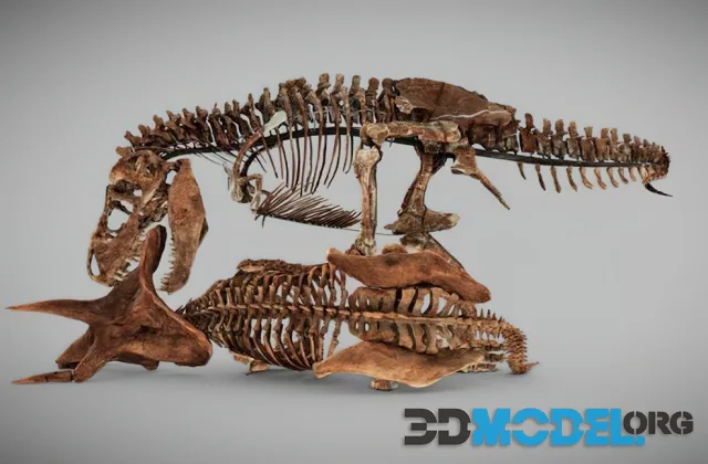 Tyrannosaurus Rex Triceratops [Smithsoniandpo]