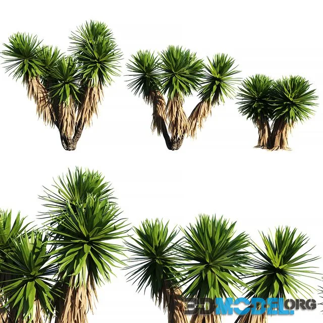 Yucca Plants 2 (3 MODEL)