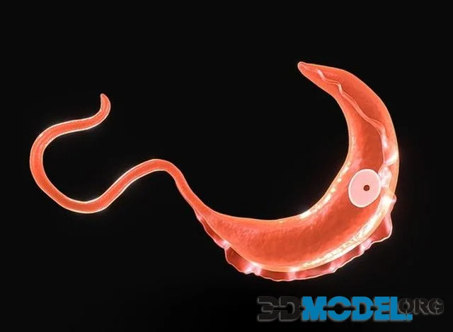 African Trypanosomiasis Sleeping Sickness