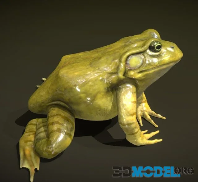 American Bullfrog