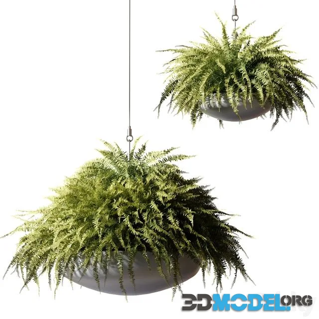 Ampelous plants Nephrolepis sublime in gray hanging pots