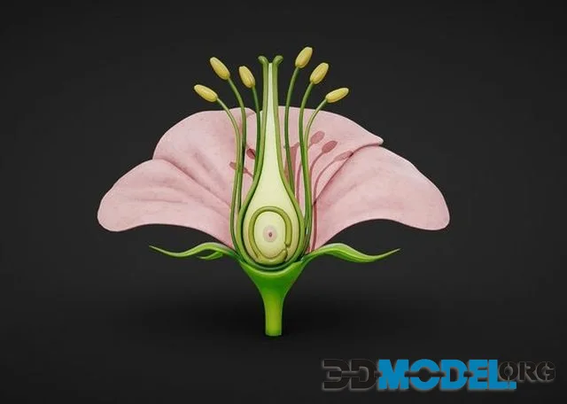 Anatomy Of A Flower