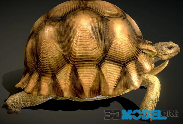 Angonoka Tortoise