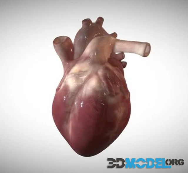 Animated Fetus Heart Week Sixteen