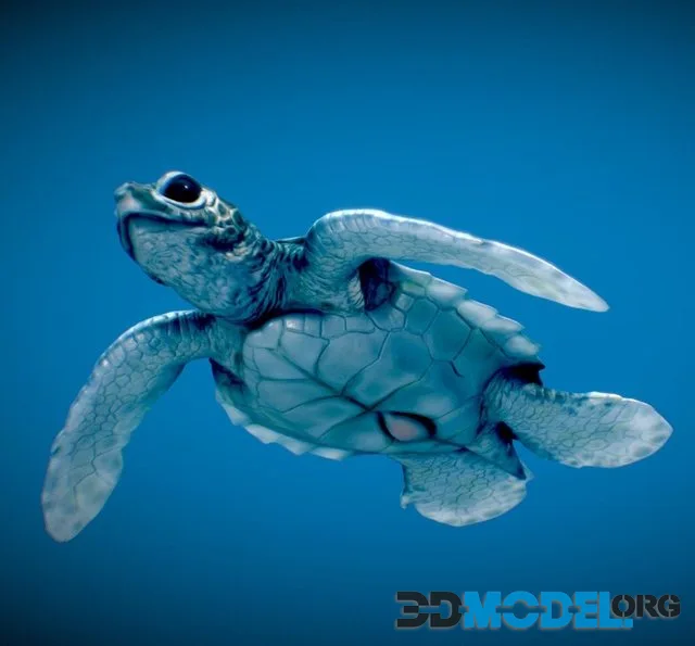 Baby Green Sea Turtle